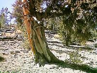 Bristlecone bark