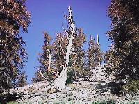 Bristlecone Pine slope