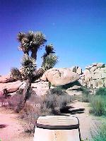 Joshua Tree and moon above rocks